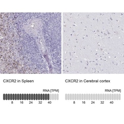 CXCR2/IL-8RB Rabbit anti-Human, Polyclonal, Novus Biologicals 0.1mL; Unlabeled:Antibodies,